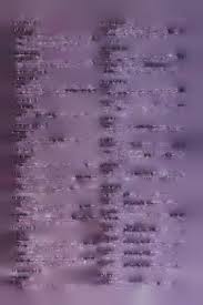 Image result for Vernonia gerberiformis