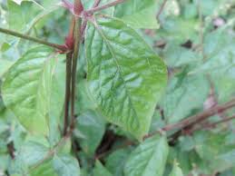 Image result for Cyathula