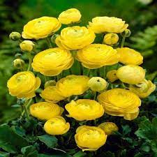 Pin By Lidia On Flowers Buttercup Flower Bulb Flowers Flowers