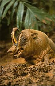 The World S Weirdest Animals And Where To Spot Them Unusual Animals Bizarre Animals Weird Animals