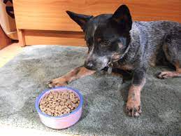 It is preventable by showing an understanding of how dogs and we view food. Treatment Of Food Aggression In Dogs Is About Finesse Not Force Dr Sophia Yin