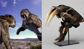 Causes of extinction the most common cause… Extinct Species Of Cat Both Prehistoric And Recent