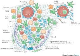 The Biology And Function Of Fibroblasts In Cancer Nature Reviews Cancer