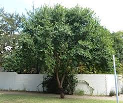 Image result for Warburgia