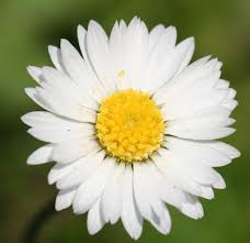 Maybe you would like to learn more about one of these? Botanical Name Wikipedia