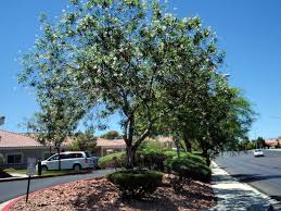 Check spelling or type a new query. Pecan Trees Grow Well In Desert But Consume Considerable Water Las Vegas Review Journal