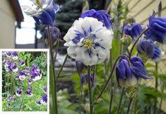 Haseki Kupesi Fidesi Aquilegia Fidesi Haseki Kupesi Cicegi 19 90 Tl 2020
