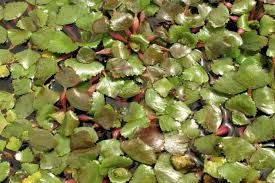 It is grown in many countries for its edible corms. Indian Water Chestnut A Winter Fruit Of Marshy Land Blog Nurserylive Com Gardening In India