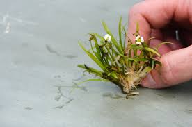 Image result for Fuirena sagittata