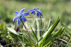 Günstig ist, die blauen blüten mit ihrer komplementärfarbe gelb zu kombinieren, bspw. Eine Pflanze Scilla Siberica Fruhen Fruhling Blauen Bluten In Wandposter Poster Naturlichen Welt Bauchige Botanischen Myloview De