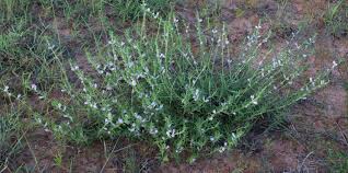 Image result for Ceratotheca integribracteata
