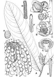Image result for Polyceratocarpus gossweileri