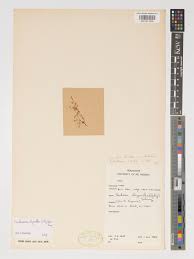 Image result for Exochaenium