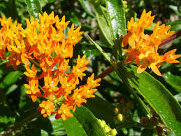 Twelve Native Milkweeds For Monarchs Milkweed Milkweed Plant Monarch Butterfly Garden