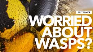 Pest or pestel analysis is a simple and effective tool used in situation analysis to identify the key external (macro environment level) forces that might affect an organization. Pest Advice For Controlling Wasps