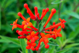 Image result for Bouvardia longiflora