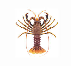 Image result for Palinurus elephas