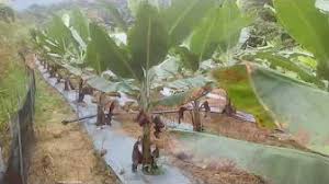 Membeli baja dengan harga yang lebih murah. Pertanian Moden Youtube