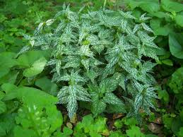 Image result for Lamium galeobdolon