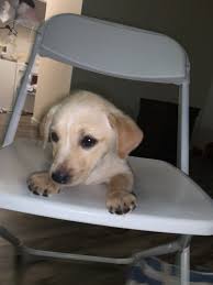 Born and raised in a family environment just 20 minutes west of melbourne cbd. Labrador Retriever Puppies For Sale Melbourne Fl 326975