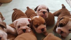 Please note the pet rescue centres listed on mypetzilla directory should not be interpreted as any form of endorsement or approval of that particular pet rescue centre. Stunning English Bulldog Puppies Straight Tails English Bulldog For Sale Near Me In Nottingham Mypetzilla Uk