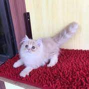 We did not find results for: Harga Kucing Anggora Di Kota Medan Info Kucing Anggora