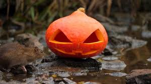 Maybe you would like to learn more about one of these? One Rat Sniff Around Pumpkin Stock Footage Video 100 Royalty Free 1039793804 Shutterstock