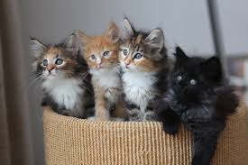 Explore brilliantnail's photos on flickr. Cute Kitty Cats Home Facebook