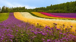 Maybe you would like to learn more about one of these? Wallpaper Different Color Flowers Field Trees Japan 1920x1200 Hd Picture Image