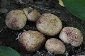 Image result for Scleroderma cepa