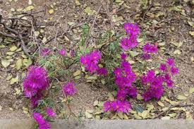 Image result for Lampranthus spp.