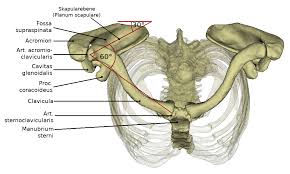 The radiography of the shoulder girdle is a commonly requested plain radiographic examination; Shoulder Girdle Dornheim Anatomy