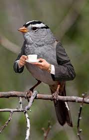 Kumpulan gambar lucu banget yang kocak dan paling unik dari sekian banyak gambar dan meme lucu yang bertebaran di internet, kami kumpulan beberapa gambar gambar lucu terbaru yang konyol dan gokil. 15 Foto Editan Hewan Ini Sukses Bikin Ngakak Absurd Parah