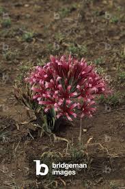 Image result for Ammocharis coranica