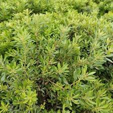 Image result for Myrica pilulifera