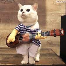 Funny Cat Gif Famous Coffee The Cat Is Going To Play Guitar And Sing A Little Song There No Foood In My Booowl Feee Crazy Cats Cats And Kittens Cats