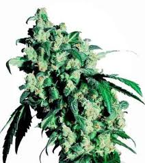 For over 20 years, the sensi seeds has been collecting, preserving, and interbreeding powerful. Super Skunk Strain Sensi Seeds Thc 15 20