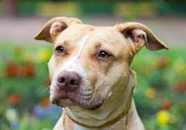 When compared with the english staffordshire bull terrier, the american pit bull terrier is l. American Pitbull Terrier Im Rasseportrait Charakter Haltung Pflege