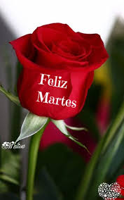 El Jardin De Las Rosas Hermosas Flores Y Frases Lindas Buenos Dias Con Rosas Frases De Flores Saludos De Buenos Dias