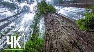 There are 78 4k nature wallpapers published on this page. Nature Wallpapers Slideshow 4k Uhd Wallpaper Pack Giant Redwoods Set 1 Youtube