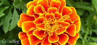 Marigold flowers are plucked when they have attained full size. Making The Most Of Marigolds