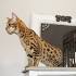 F1, F2, F3, F4, & F5 Savannah Cats for Sale by Kitten ...