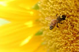 Honey bee flowers bee attracting flowers berry plants planting shrubs how to attract hummingbirds shade trees heuchera fall plants annual plants. Bee Insect Bees Flower Flowers Wallpapers Hd Desktop And Mobile Backgrounds