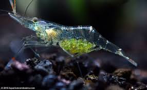 Pin On Aquaculture
