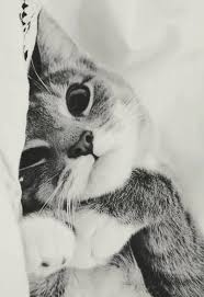 Quanta Docura Animals Cute Cats Cute Animals