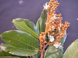 Image result for Vigna oblongifolia