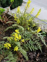 Image result for Corydalis mildbraedii