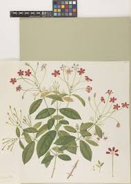 Image result for Combretum psidioides