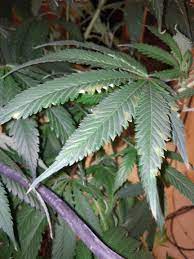 The plants may need water, but chances are good that the wind is simply drying the leaves faster than the roots can pull water from the soil. Is This Deficiency Or Wind Burn Grasscity Forums The 1 Marijuana Community Online