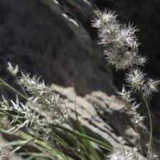 Image result for Enneapogon scoparius